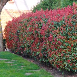 photinia fraseri red robin